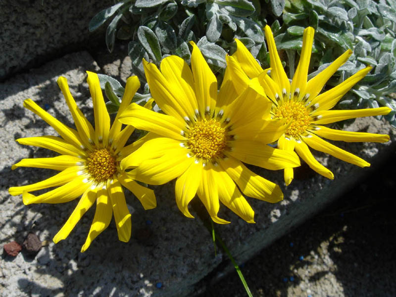 Gazania rigens var leucolaena 2